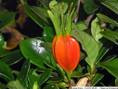 Gardenia Fruit